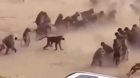 Monkey clans at war