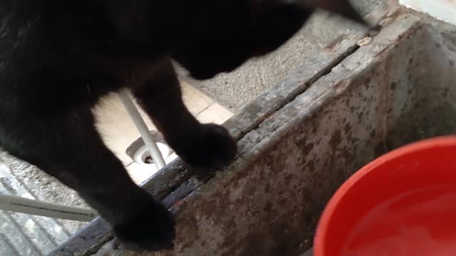 smart cat (impractical)