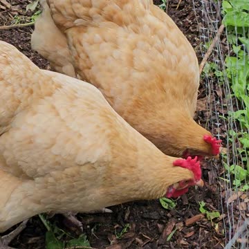 OMC! Chickens behind the fence! 🐔💖 #chickens #backyardchickens #hens #orpington #shorts #shortsvideo