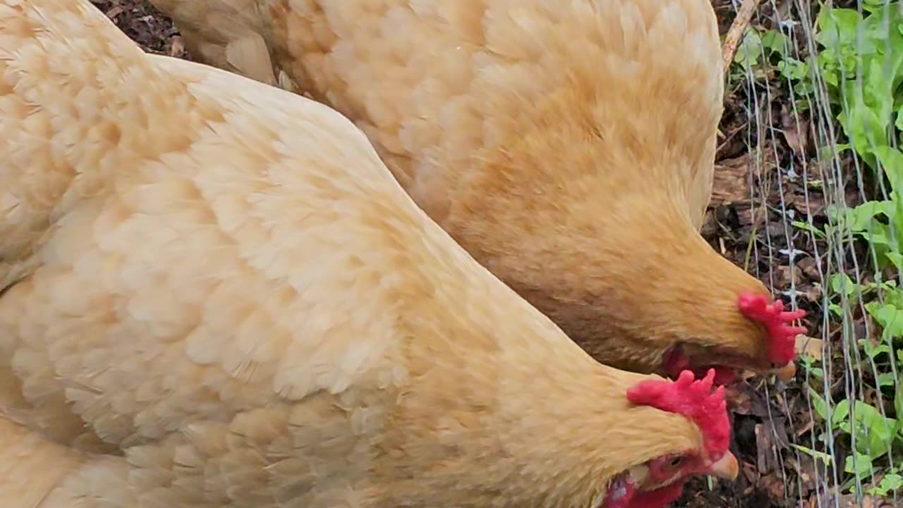 OMC! Chickens behind the fence! 🐔💖 #chickens #backyardchickens #hens #orpington #shorts #shortsvideo