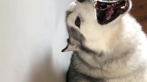 Husky Named Jackson Has A Scream