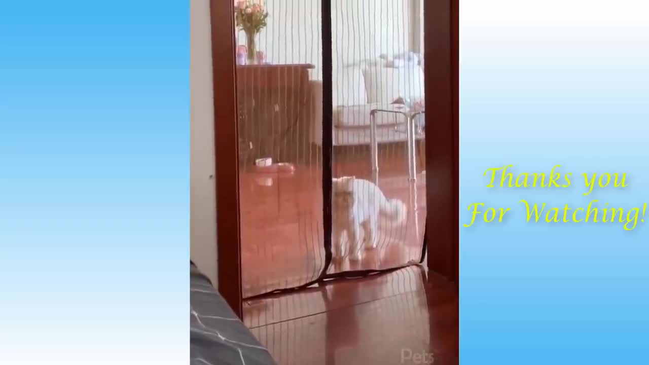 the cutest and funniest cat