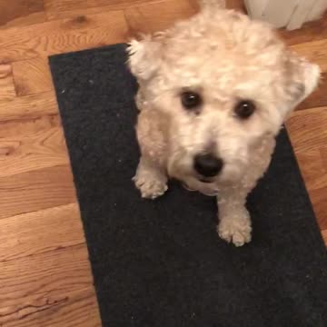 This doggie is leaning Japanese!