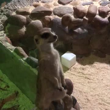Very cute meerkat