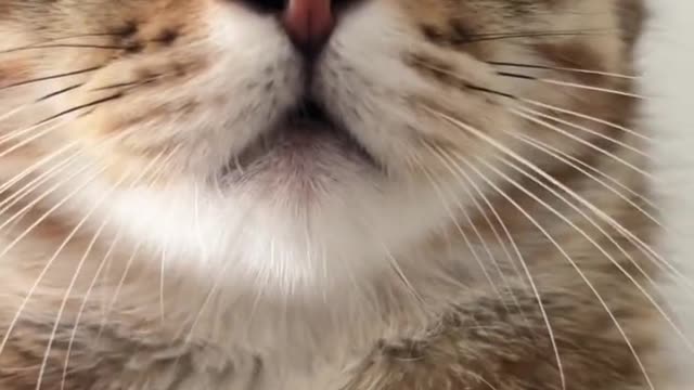 Admire cats up close