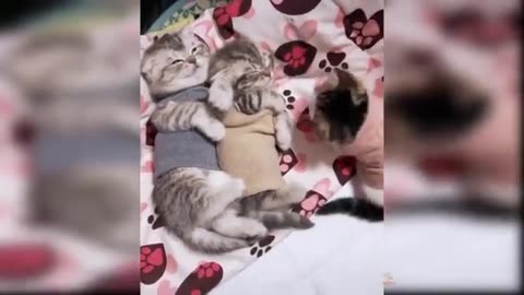 Funny cat dance