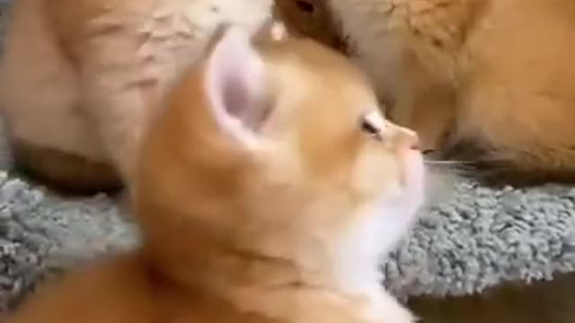 cute cat funny moments in the world 🌍🤣🤣😭😭😘😘😂😂#viral