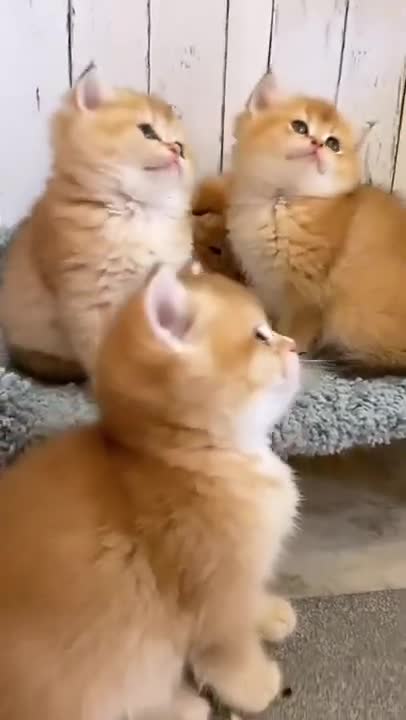 cute cat funny moments in the world 🌍🤣🤣😭😭😘😘😂😂#viral