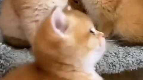 cute cat funny moments in the world 🌍🤣🤣😭😭😘😘😂😂#viral