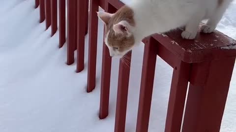 Cat Play with Snow with Funny way.