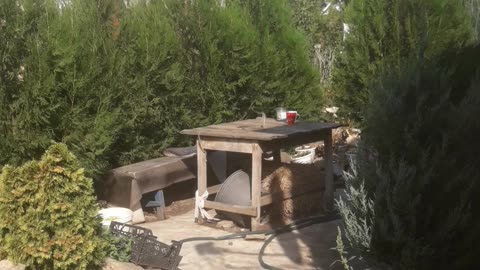 Yard on a sunny day