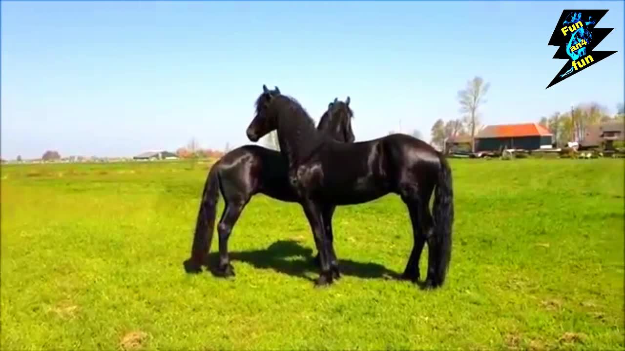 Watch the beautiful black horse frolic in the garden, part- |1|