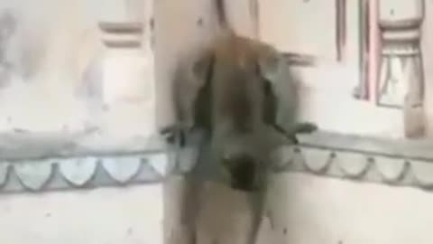 Funny animals monkey slap Dog funny video