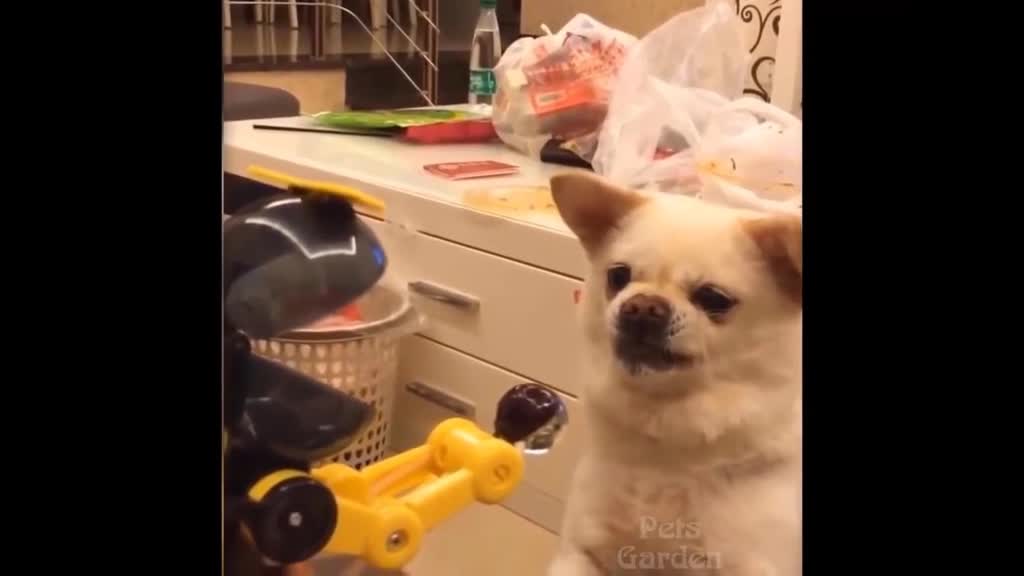 This puppy was paralyzed not knowing what to do kkk see how cute!