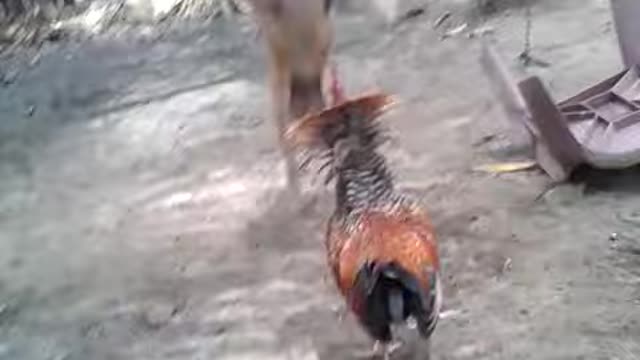 WILD BATTLE - THE ROOSTER AND THE BITCH