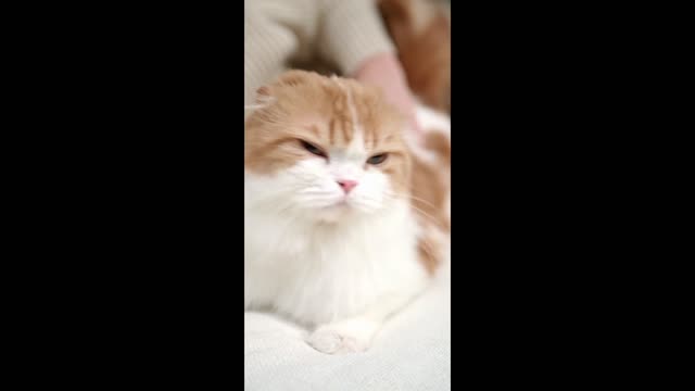 Cat don't want to sleep on floor see were cat sleep