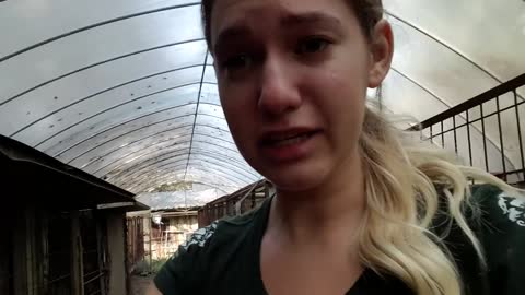 Help save dogs in the dog meat trade!
