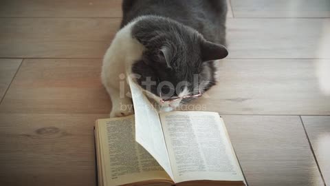 amusing funny cats in yellow glasses reads books