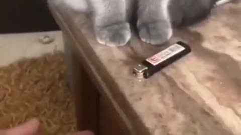 Don't mess with cats