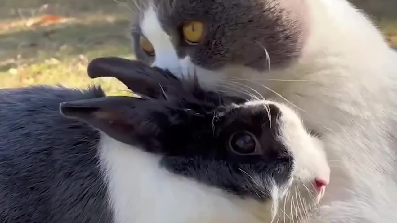 Rabbit and cat love