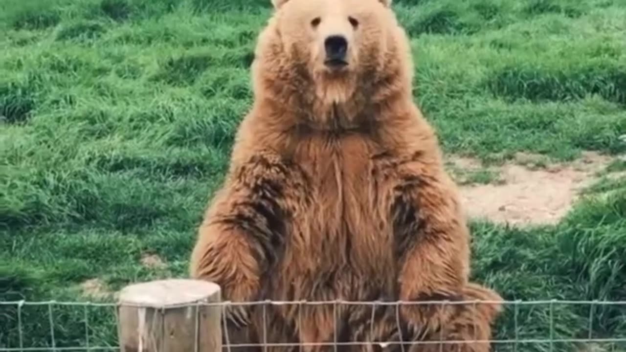 Bear life story