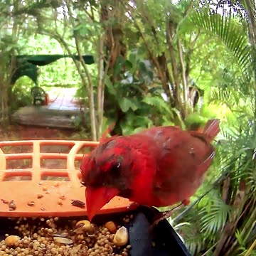 Cardinal at the feeder just after Hurricane Debby