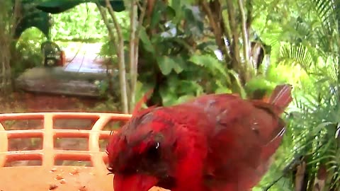 Cardinal at the feeder just after Hurricane Debby