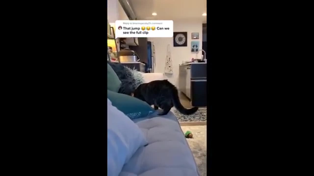 Try Not To Laugh Cats And Dogs Videos