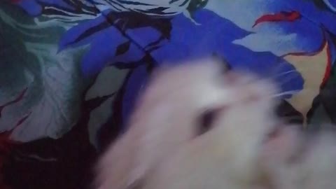 cat playing smart