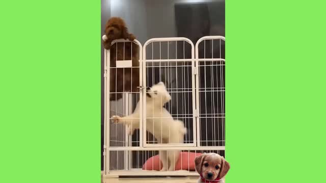 Cute 😍😍 and Funy Dogs 🐕 Compilation #3 | Relax Your Busy Mind For a While