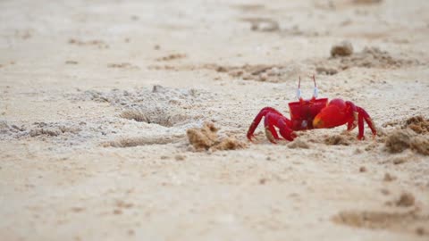 Crab is deeding out Sand