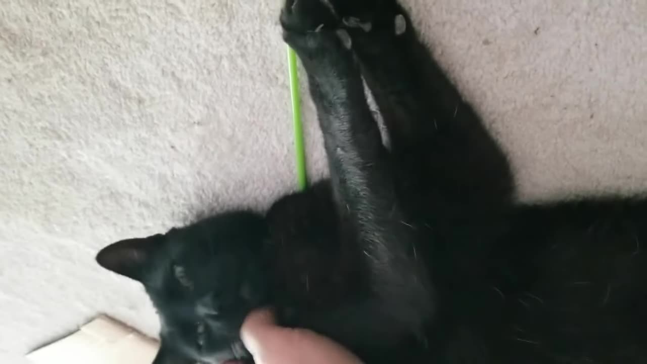 20240518 103201 Tux Laying Down Molest