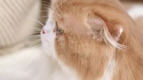 Best beautiful cat's own home.