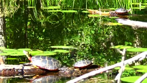 Painted Turtles