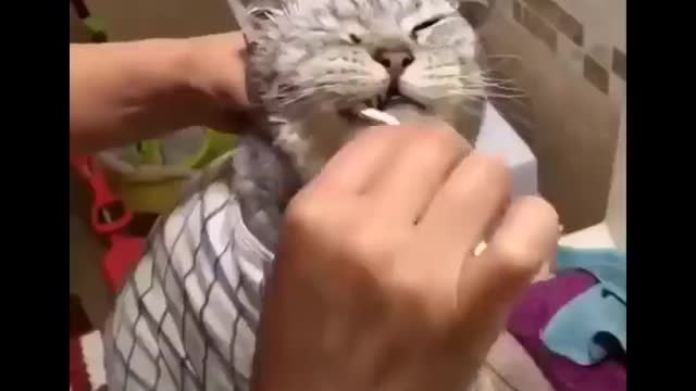 I’m dying Funny Cat Videos #3