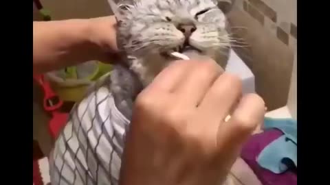 I’m dying Funny Cat Videos #3