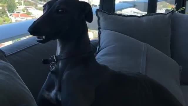 Large grey dog is afraid of small doll