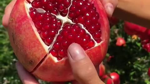 Chinese fruit