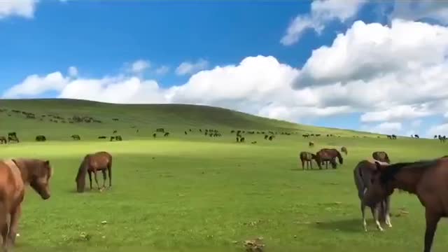 Driving on the grassland