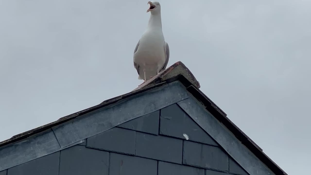 Seagull Says Wow