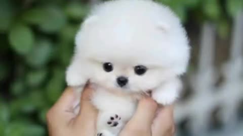 Ye dog sab se cute baby hai