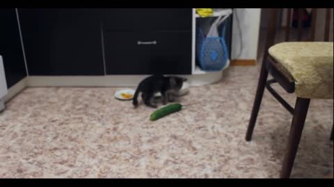 Funny cats vs cucumbers funnu selection #2