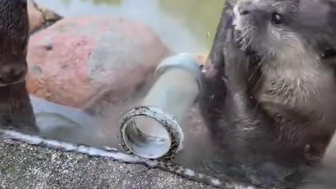 Funny Crazy Video viralvideo video