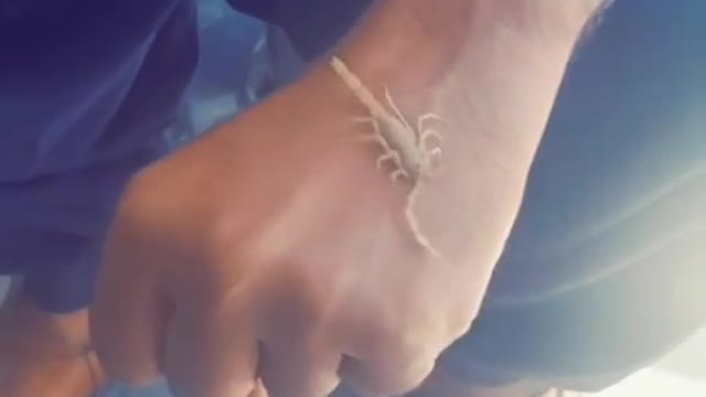 A scorpion catches in hand amazing video