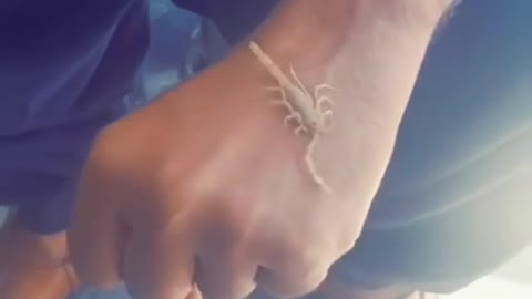 A scorpion catches in hand amazing video