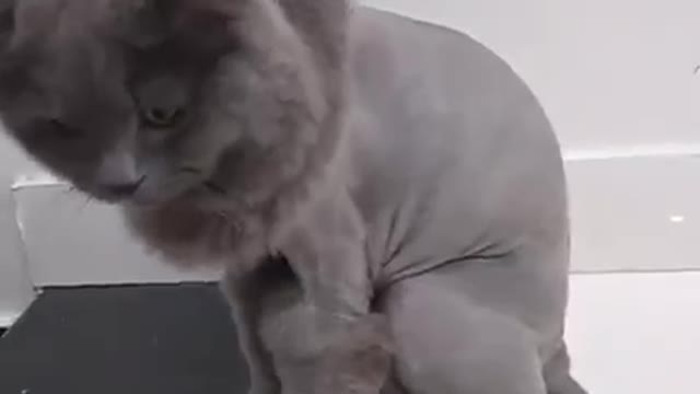 Funniest cat hair cutting