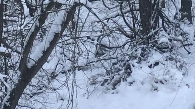 Fox Playing in the Snow