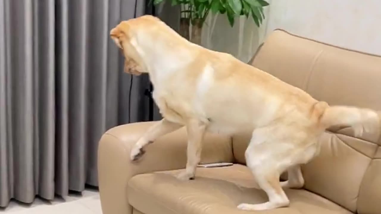 dogs funny videos