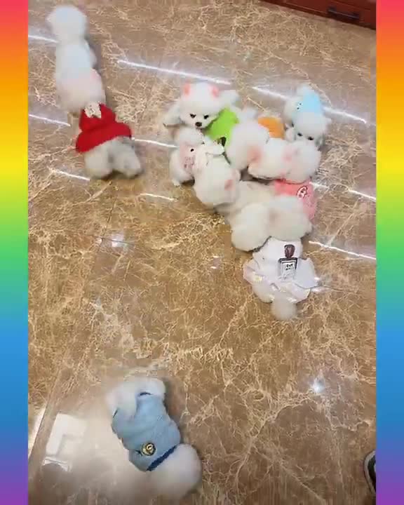 Cute CATS VERY IMPORTANT WORK