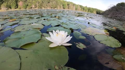 Dragonfly on a Water Lily